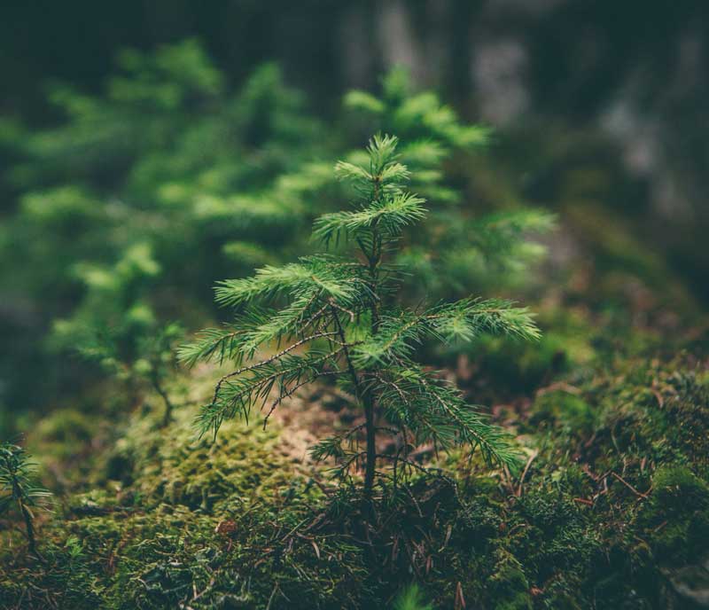 young pine tree
