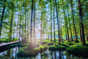 Sunlit forest with tall trees, wetlands, and reflective water surrounded by vibrant green vegetation.